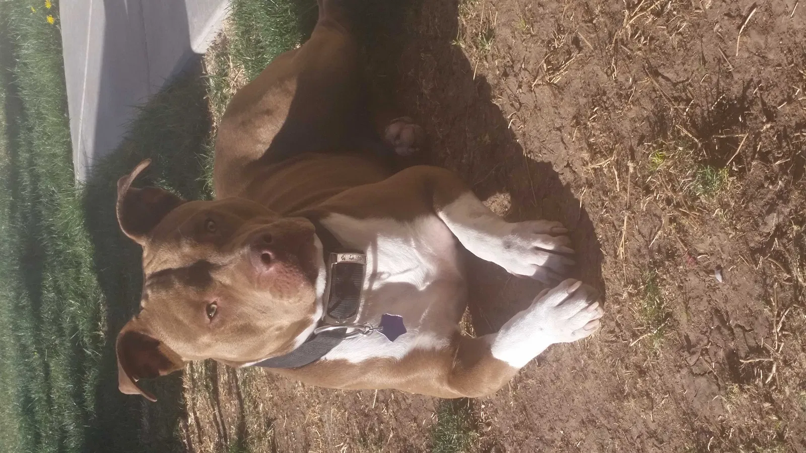 Lost dog in Amarillo, TX, 79109