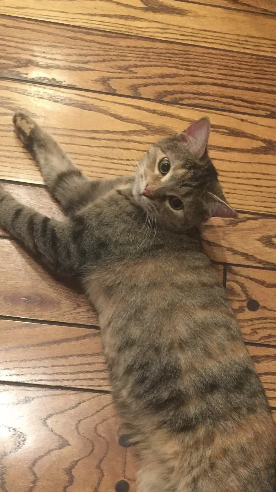 Lost cat in Atlanta, GA, 30319