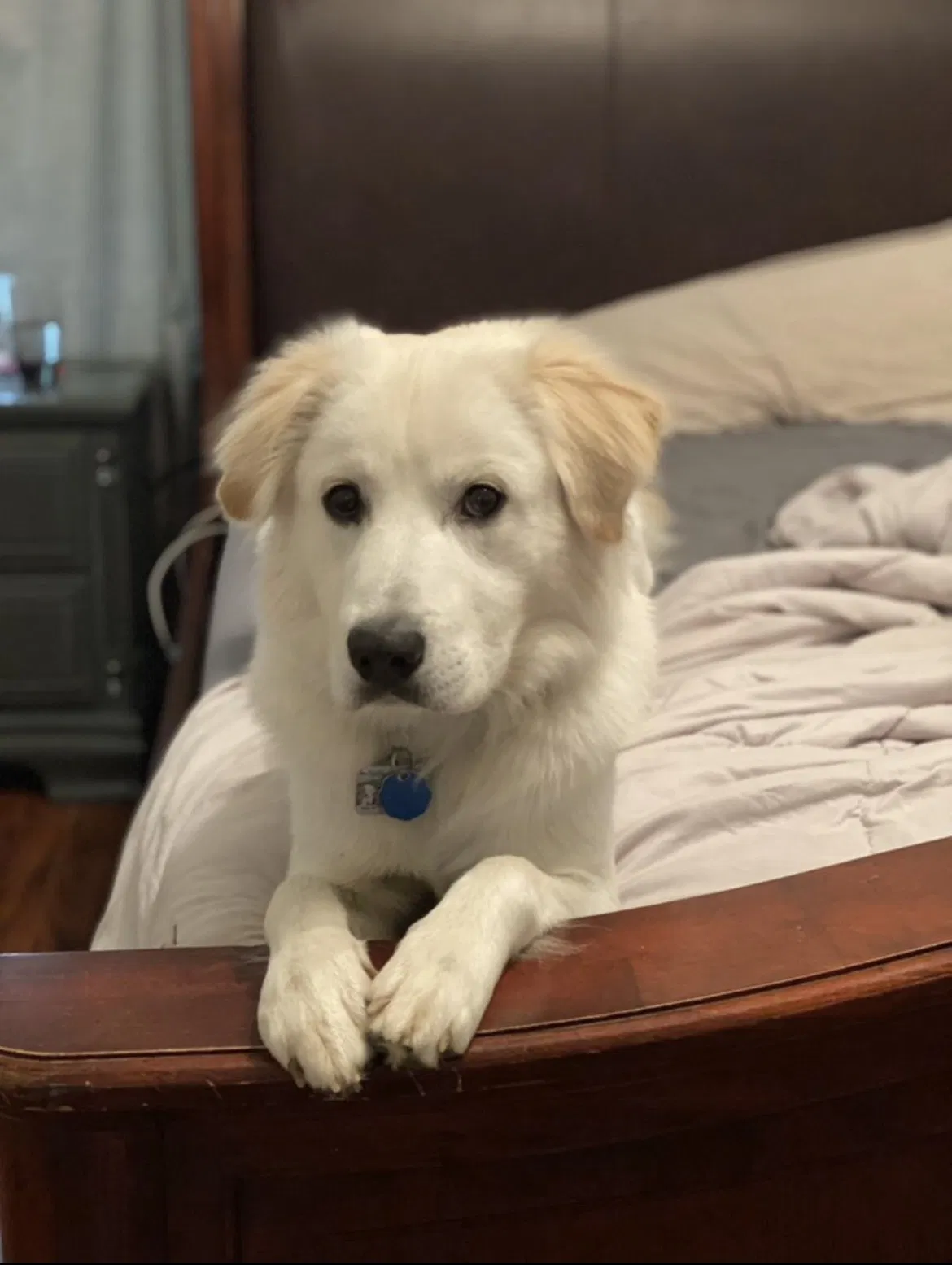 Lost dog in Fort Worth, TX, 76107