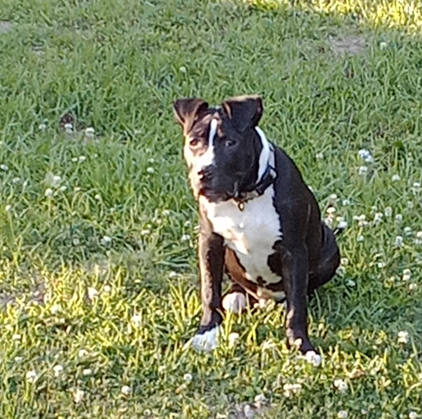 Lost dog in Jackson, MS, 39206