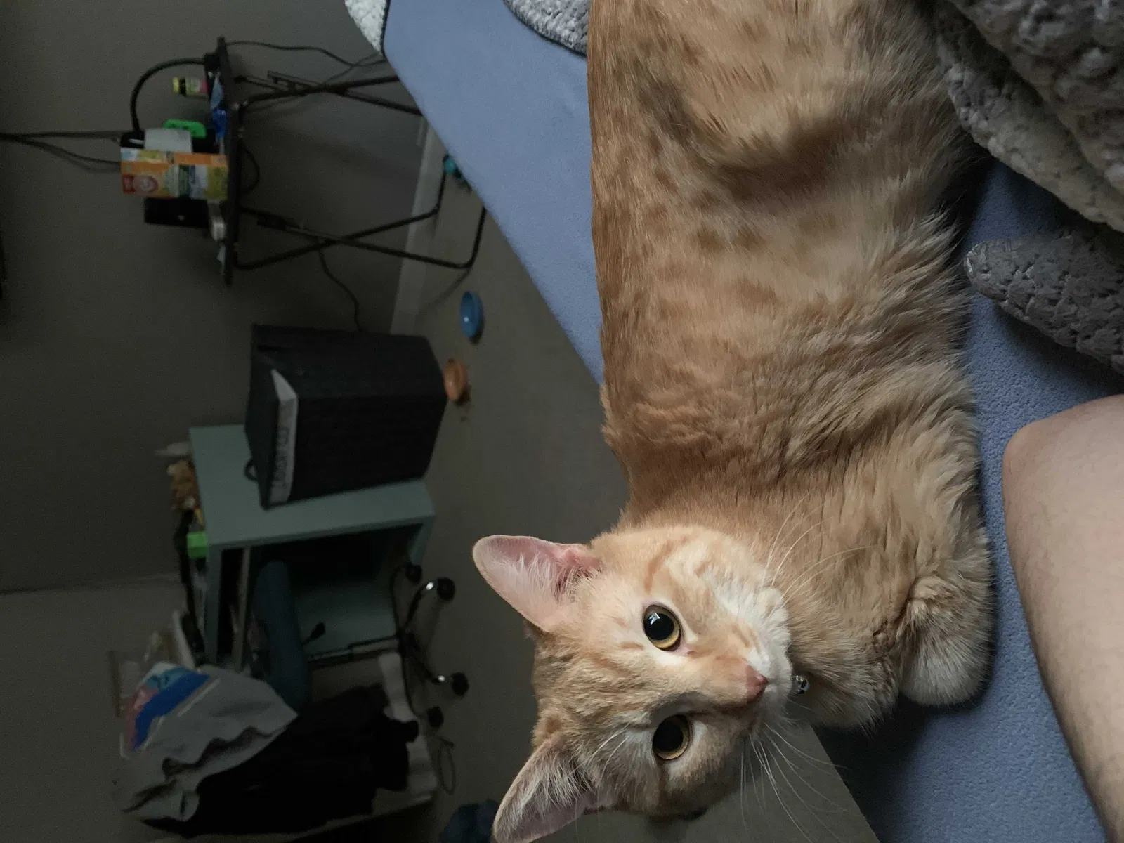 Lost cat in Sacramento, CA, 95834
