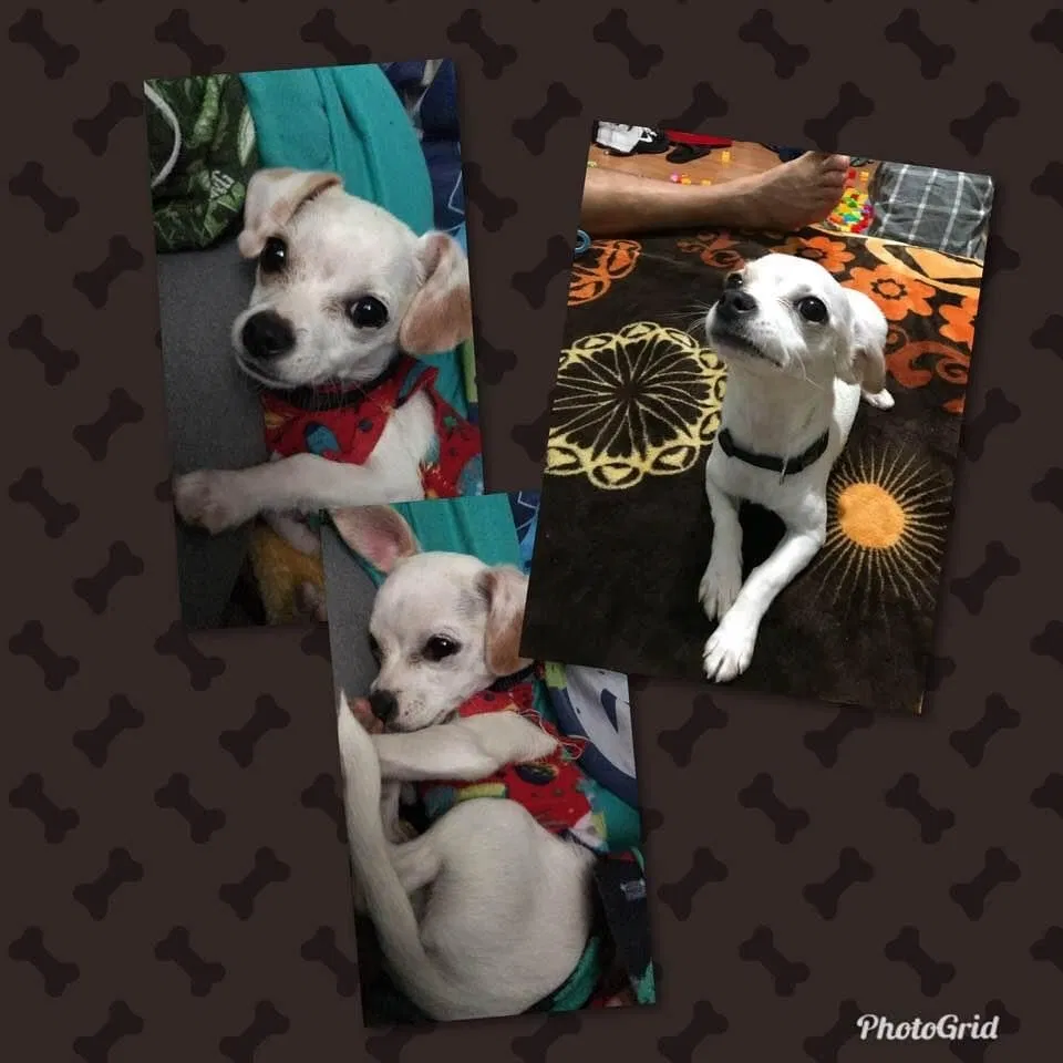 Lost dog in Vallejo, CA, 94590