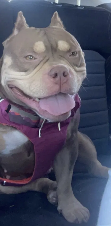 Lost dog in Hurst, TX, 76053