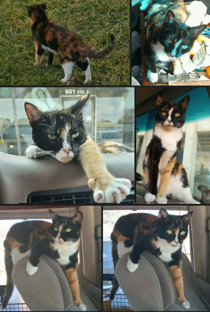 Lost cat in Albuquerque, NM, 87109