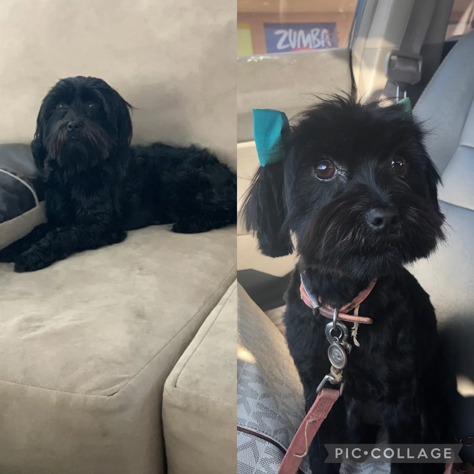Lost dog in Chula Vista, CA, 91915