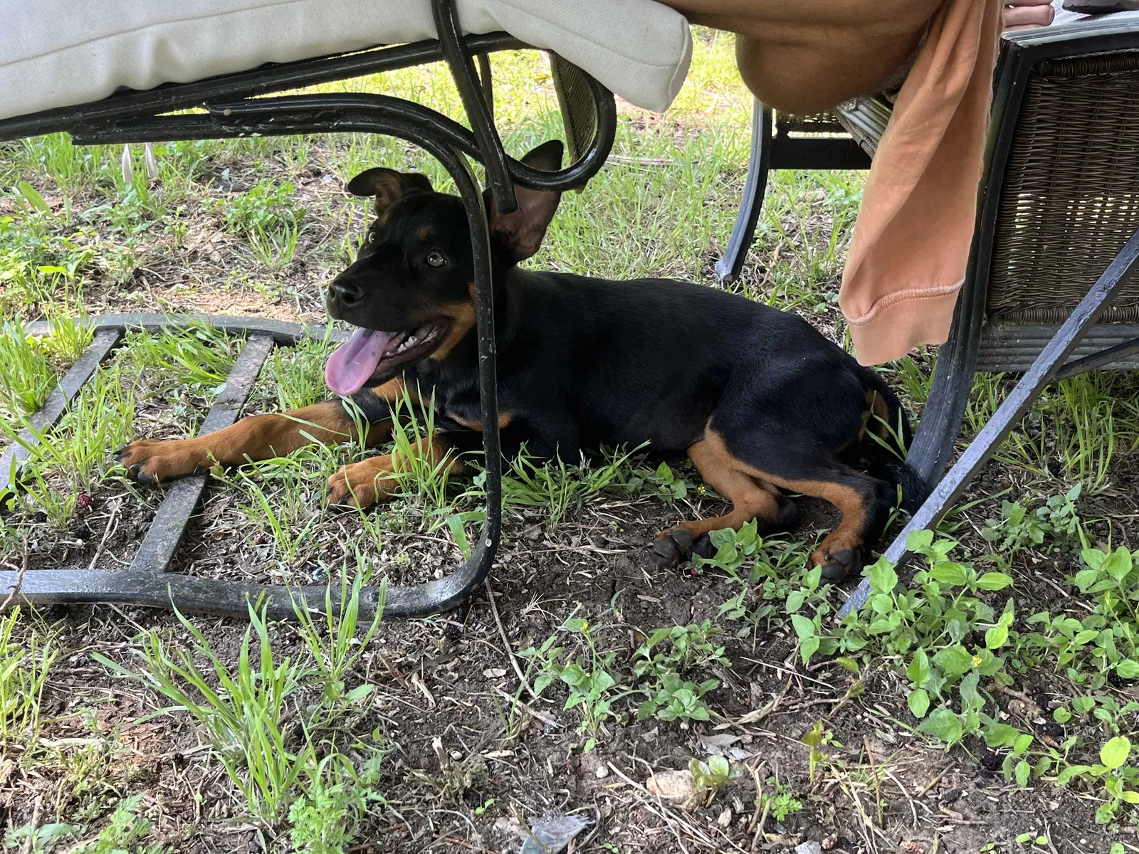 Lost dog in Fort Worth, TX, 76108