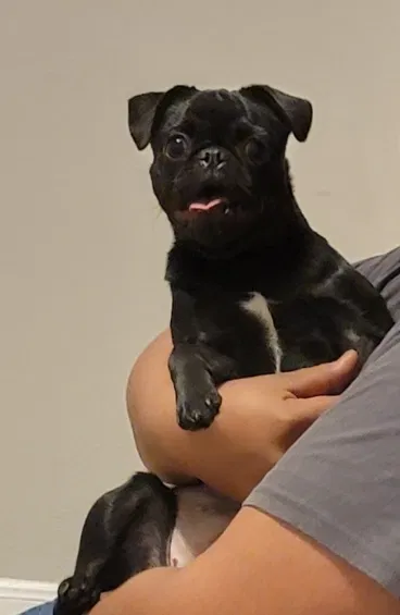 Lost dog in Pearland, TX, 77581