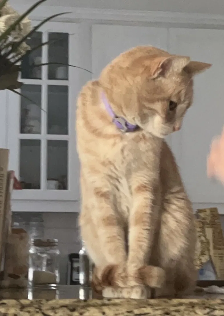 Lost cat in Clovis, CA, 93611