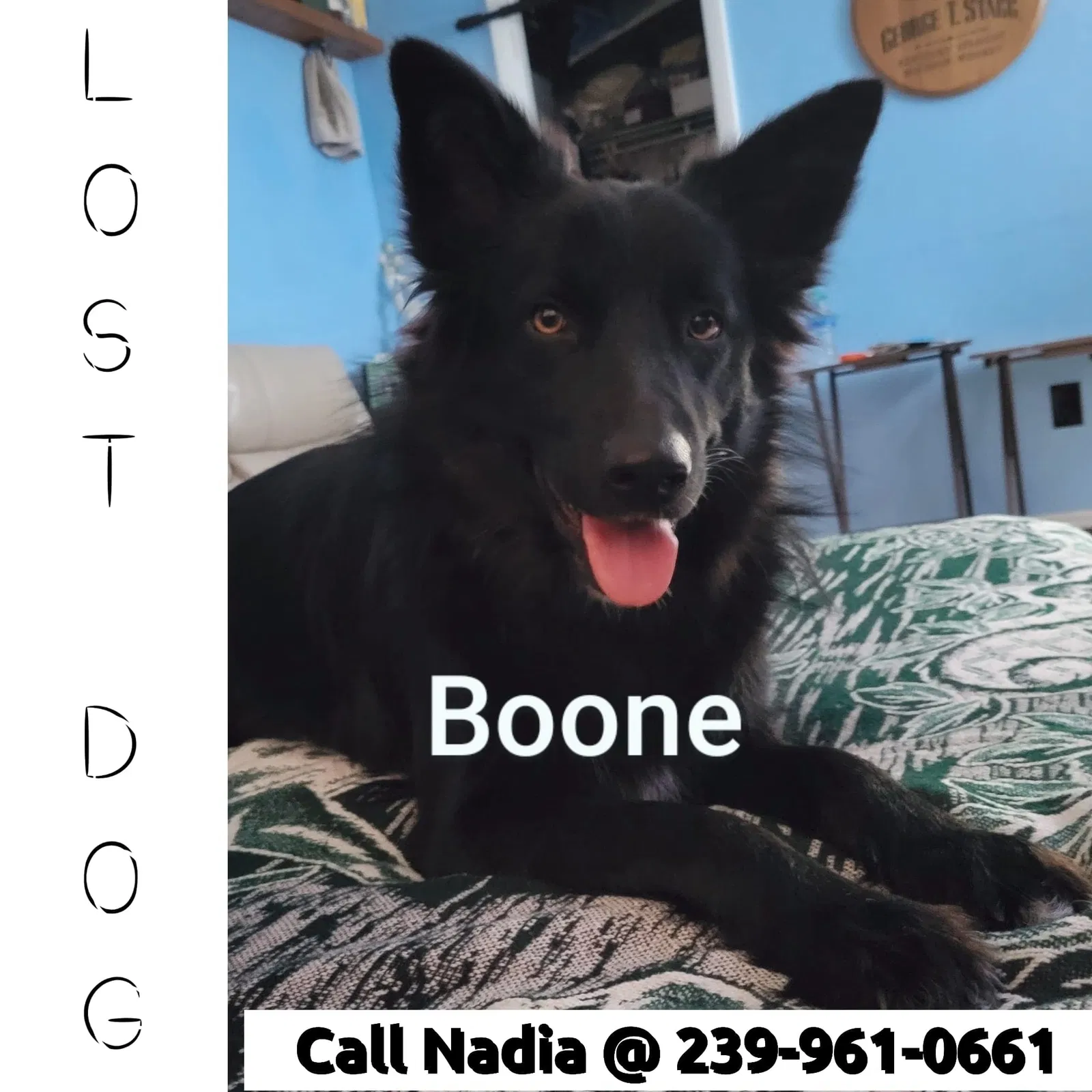 Lost dog in Naples, FL, 34120