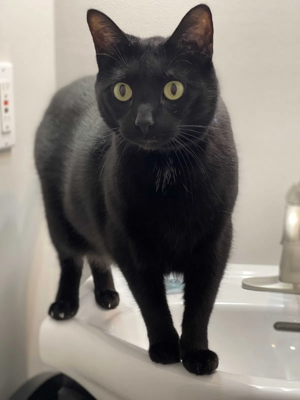 Lost cat in Delaware, OH, 43015