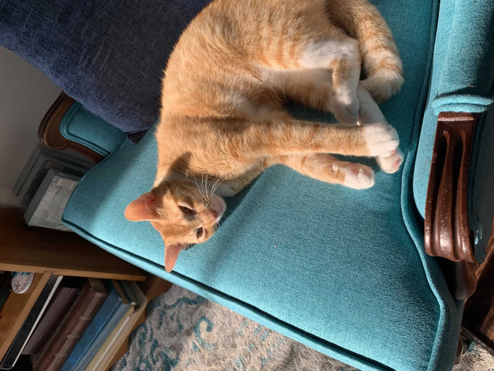 Found cat in Palm Bay, FL, 32909
