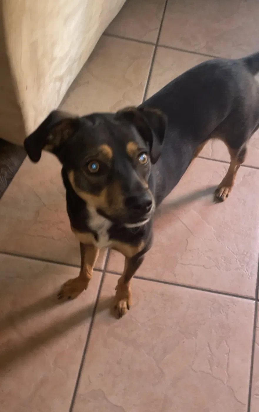 Lost dog in Lake Elsinore, CA, 92530