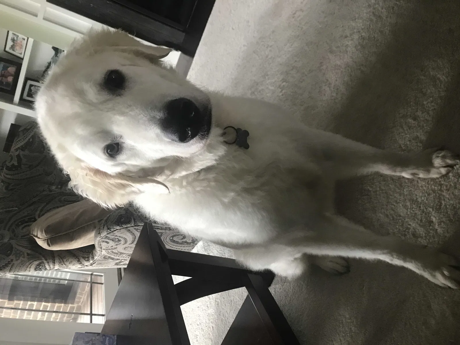 Lost dog in Bargersville, IN, 46106