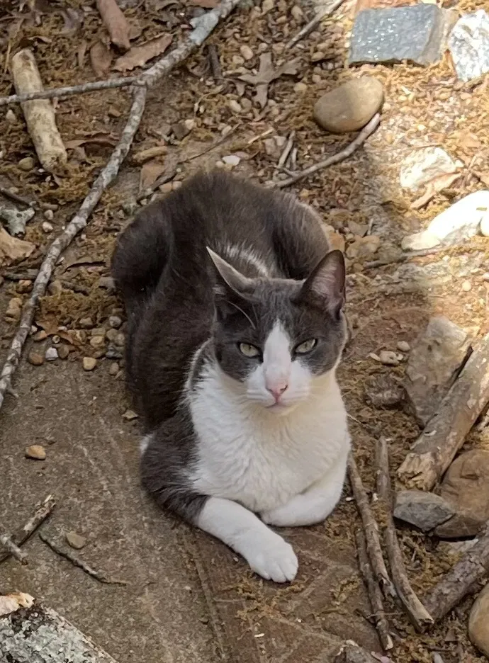 Lost cat in Duluth, GA, 30096