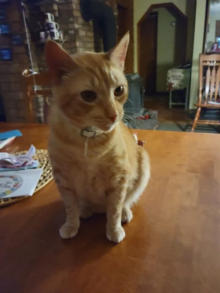 Lost cat in Gouldsboro, PA, 18424