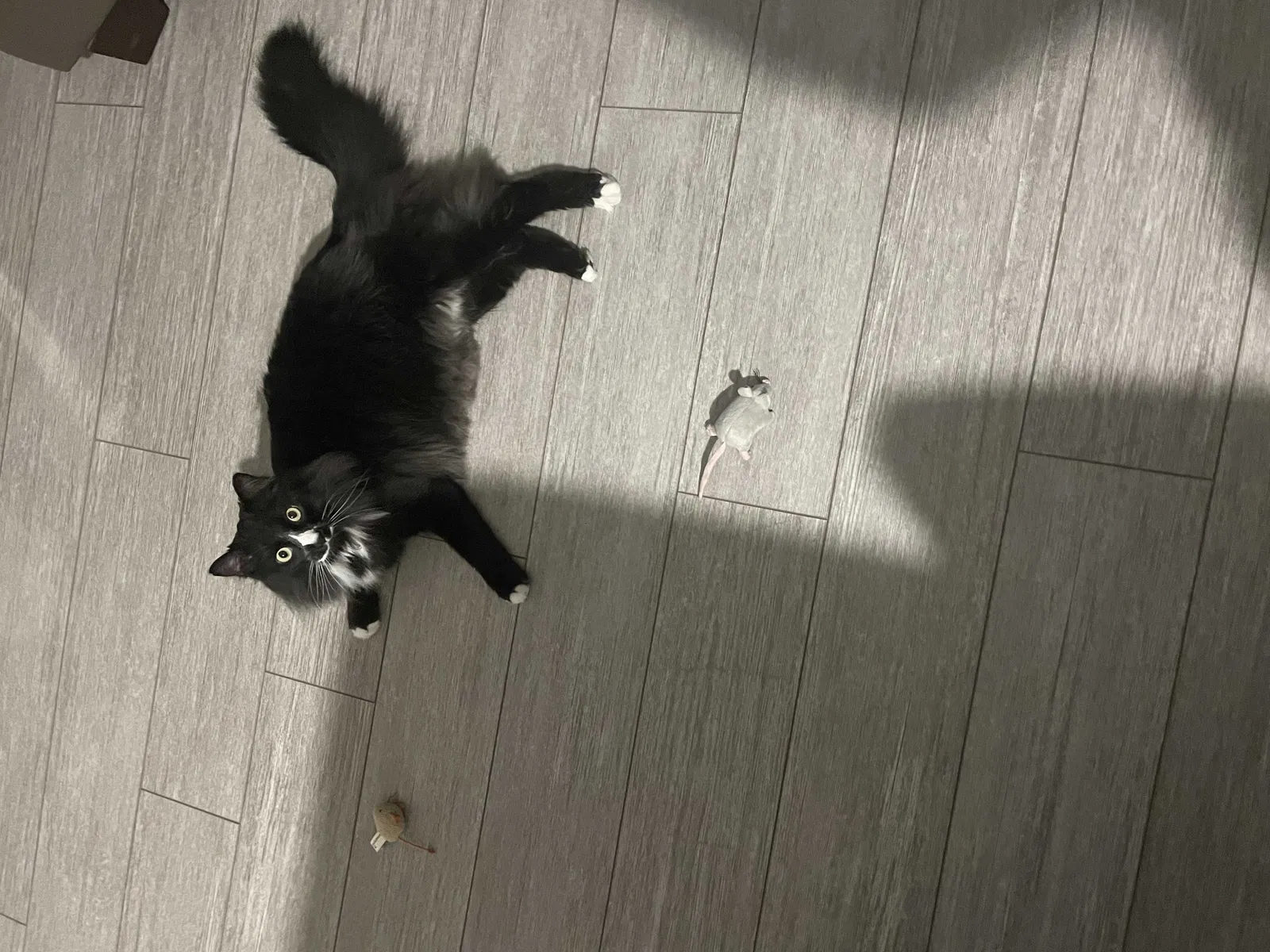 Lost cat in Lexington, SC, 29072