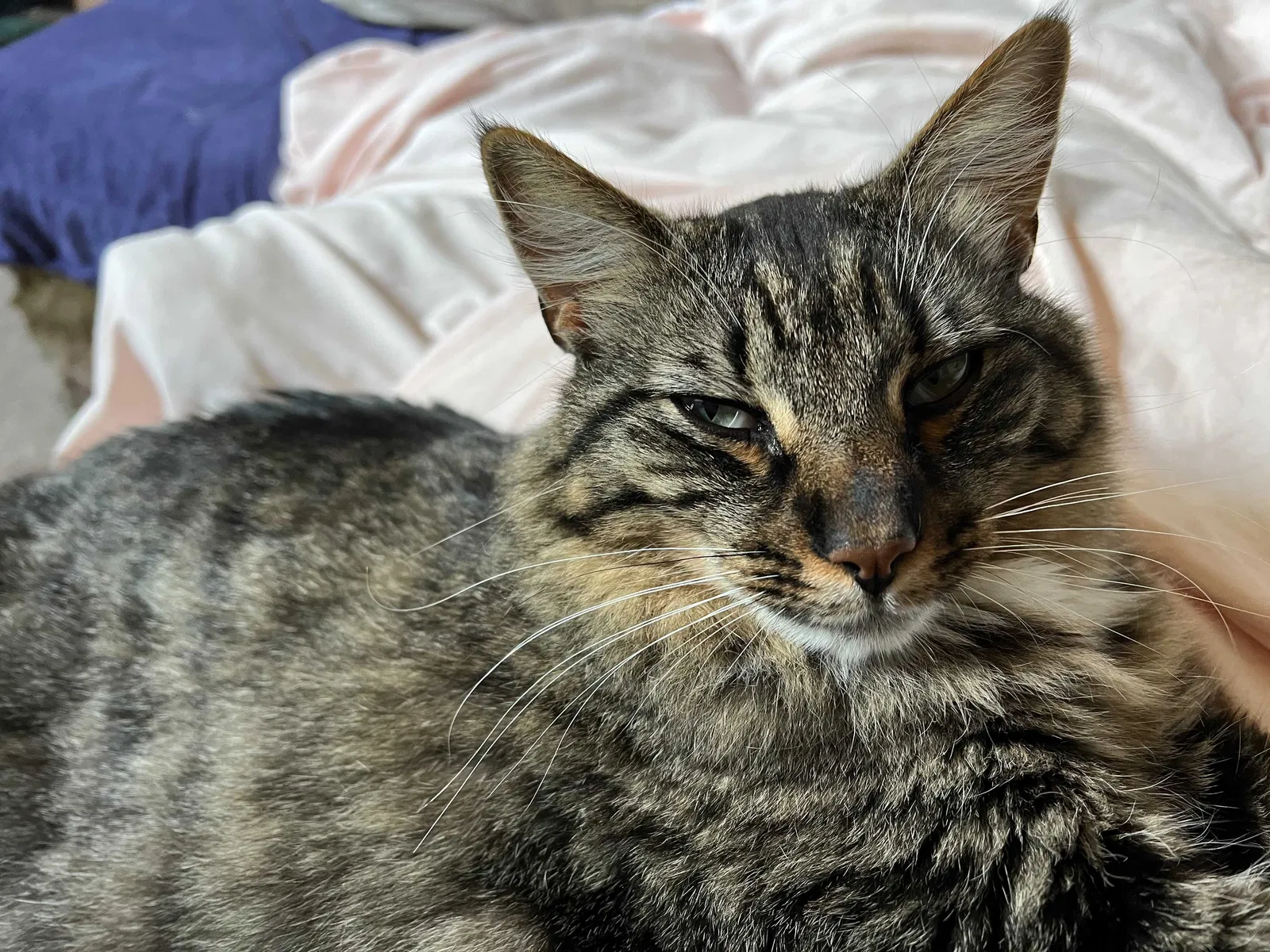 Lost cat in Gig Harbor, WA, 98335