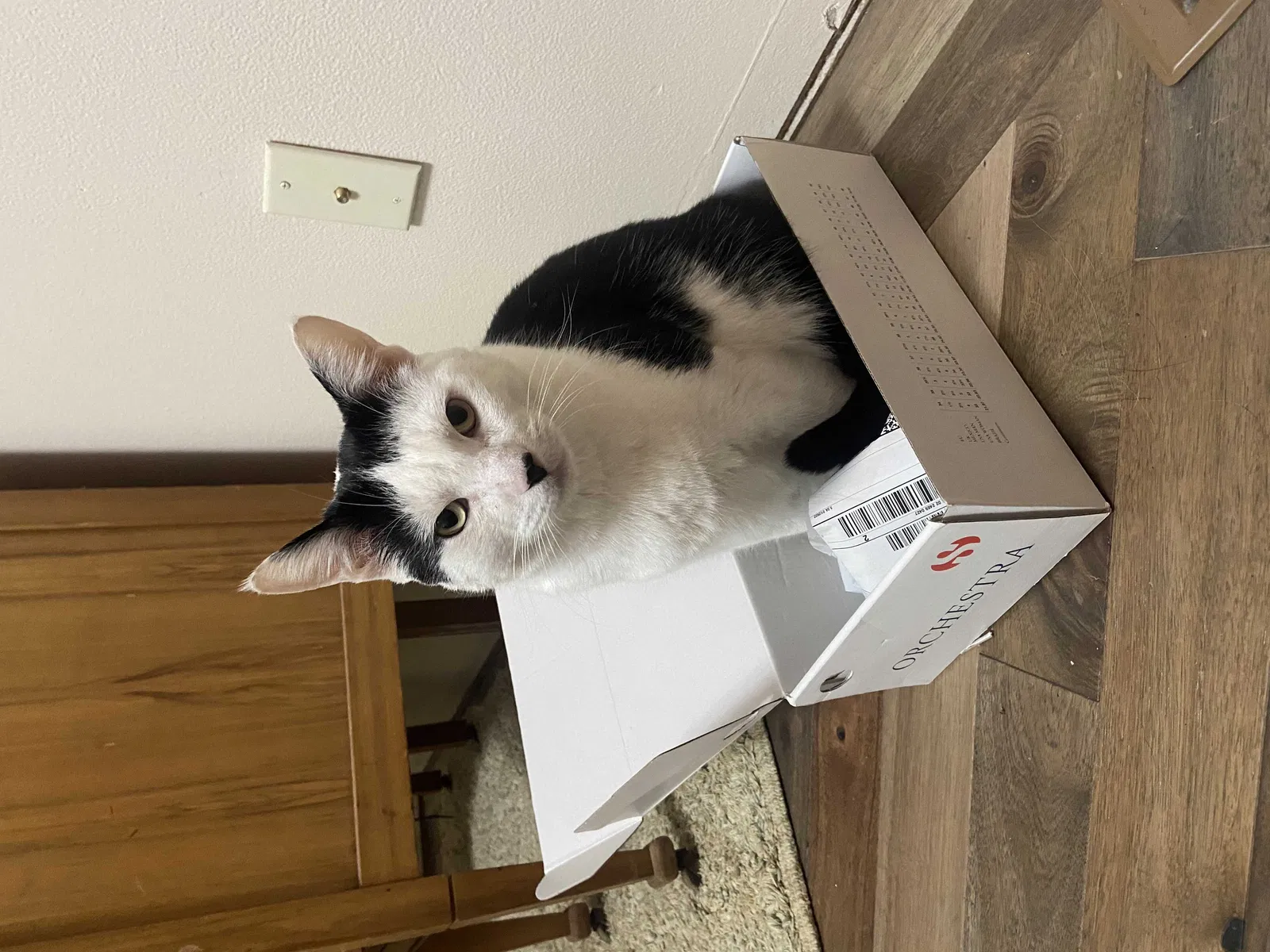 Lost cat in Kuna, ID, 83634