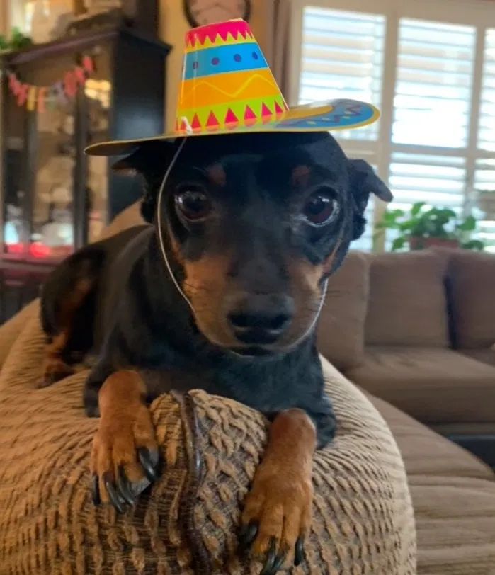Lost dog in Sparks, NV, 89436