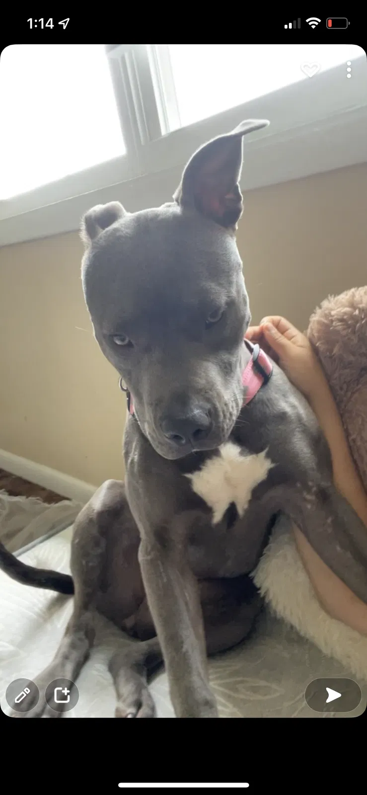 Lost dog in Lebanon, TN, 37087