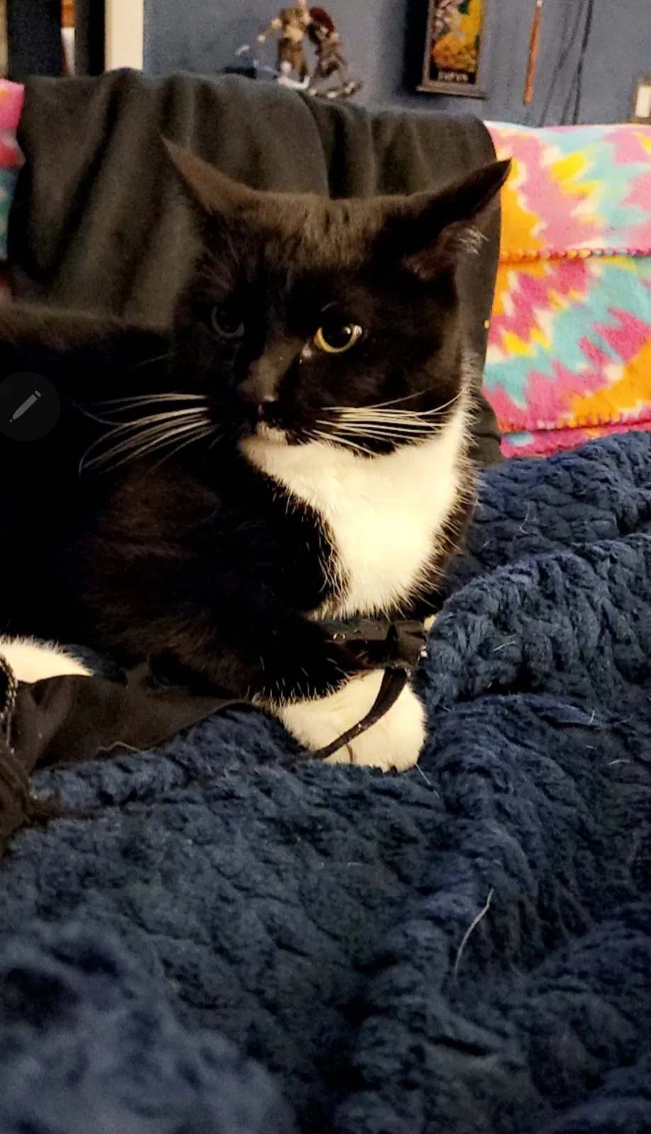 Lost cat in Colorado Springs, CO, 80920