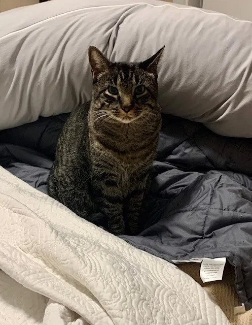 Lost cat in Denver, CO, 80205