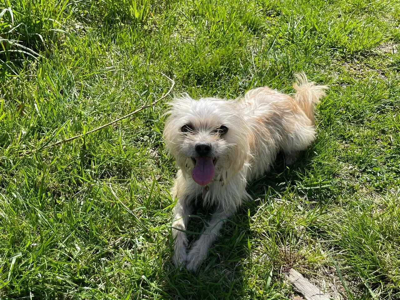 Lost dog in Fayetteville, NC, 28314