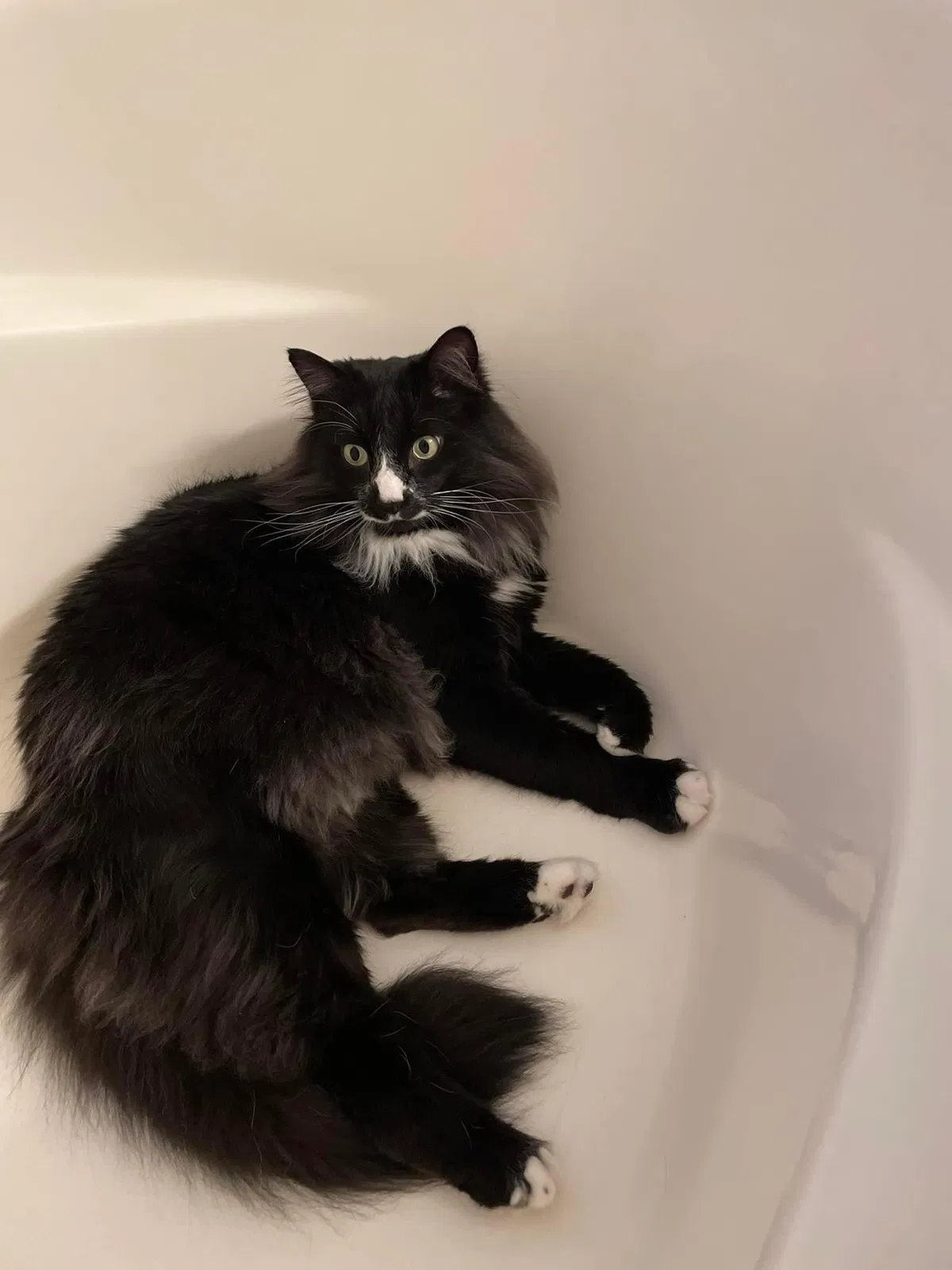 Lost cat in Lexington, SC, 29072