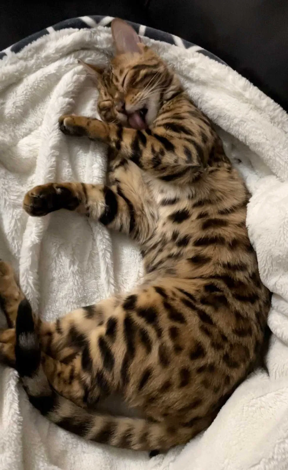 Lost cat in Federal Way, WA, 98023
