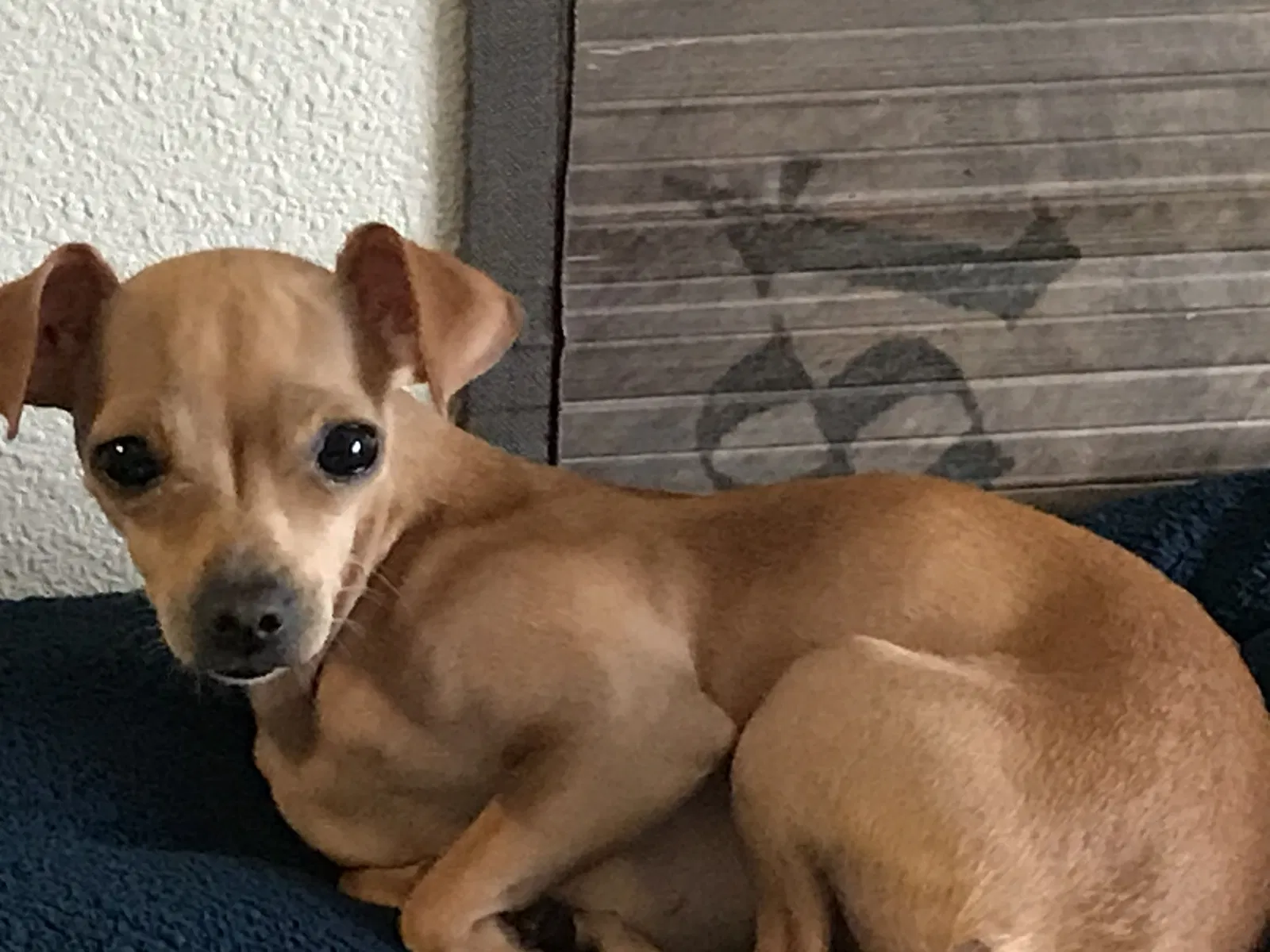 Lost dog in Portland, OR, 97233