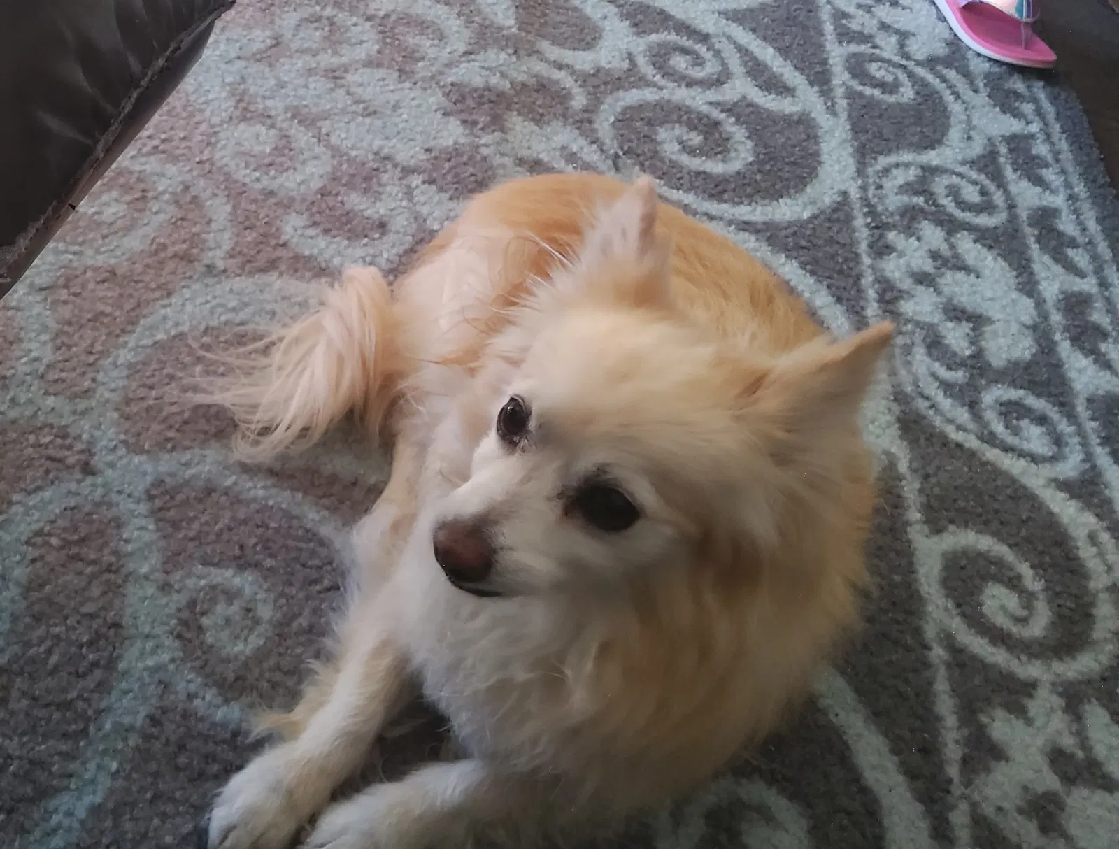 Lost dog in Lancaster, CA, 93536