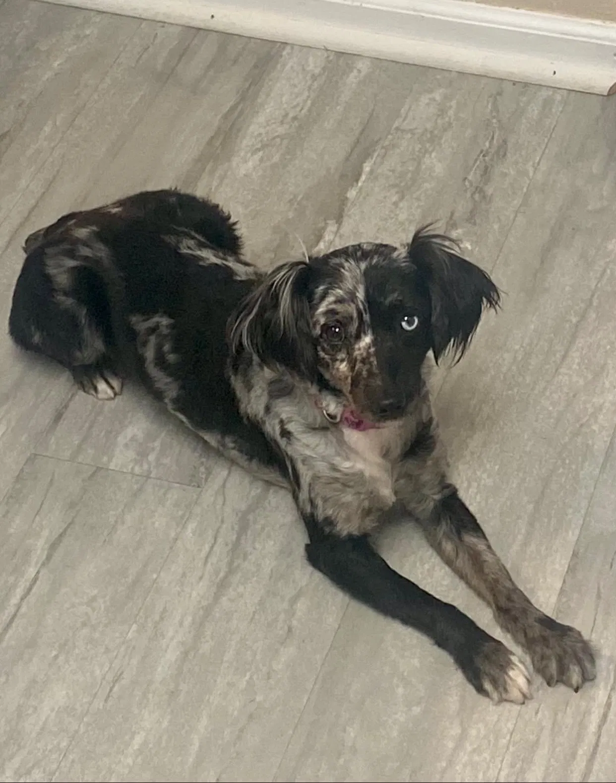 Lost dog in Huntsville, AL, 35802