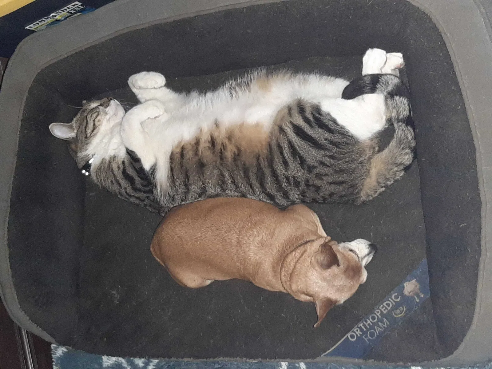 Lost cat in Oceanside, CA, 92057
