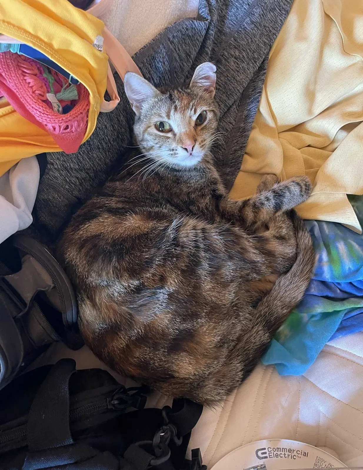 Lost cat in Vista, CA, 92084