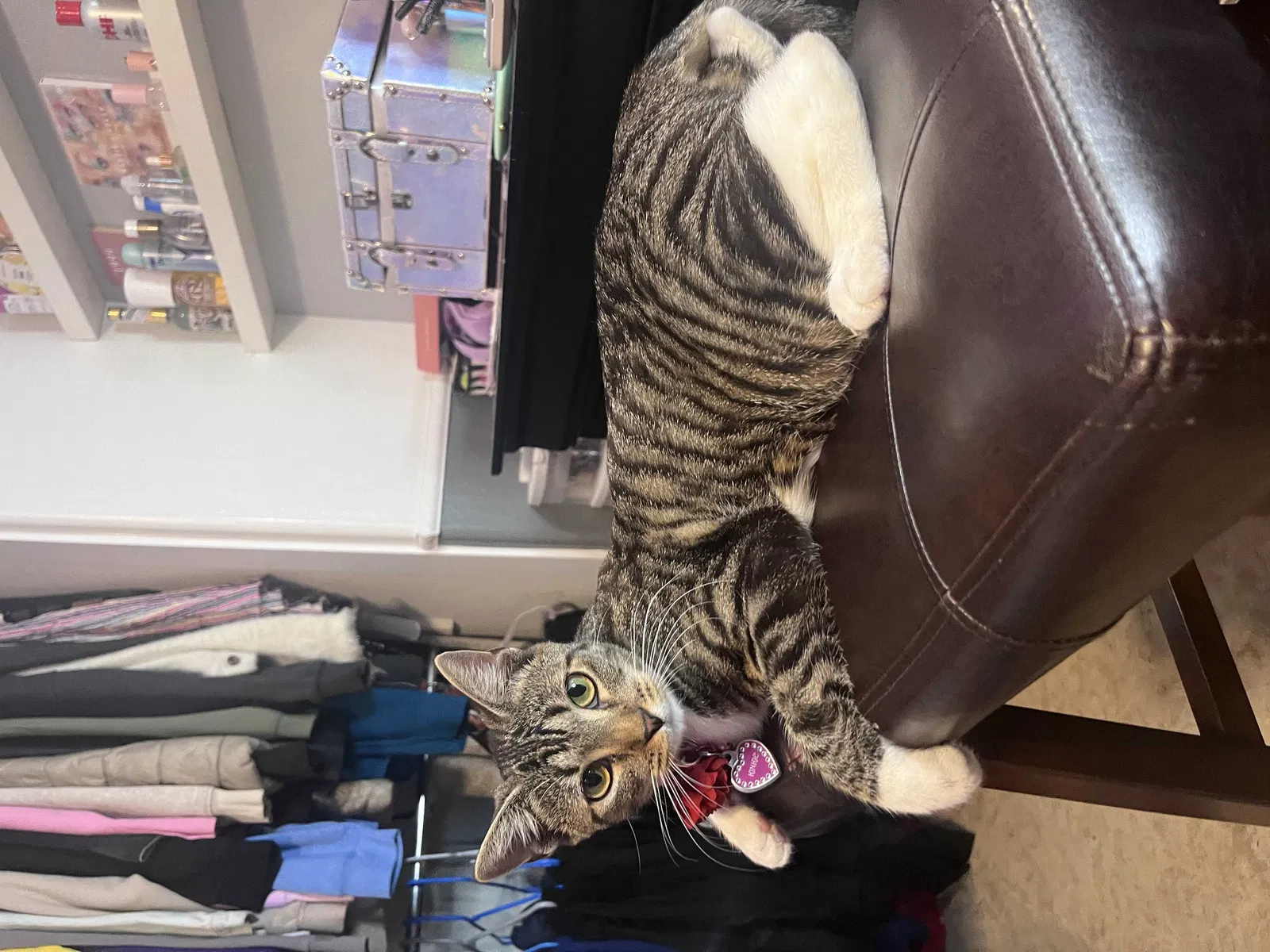 Lost cat in Las Vegas, NV, 89148