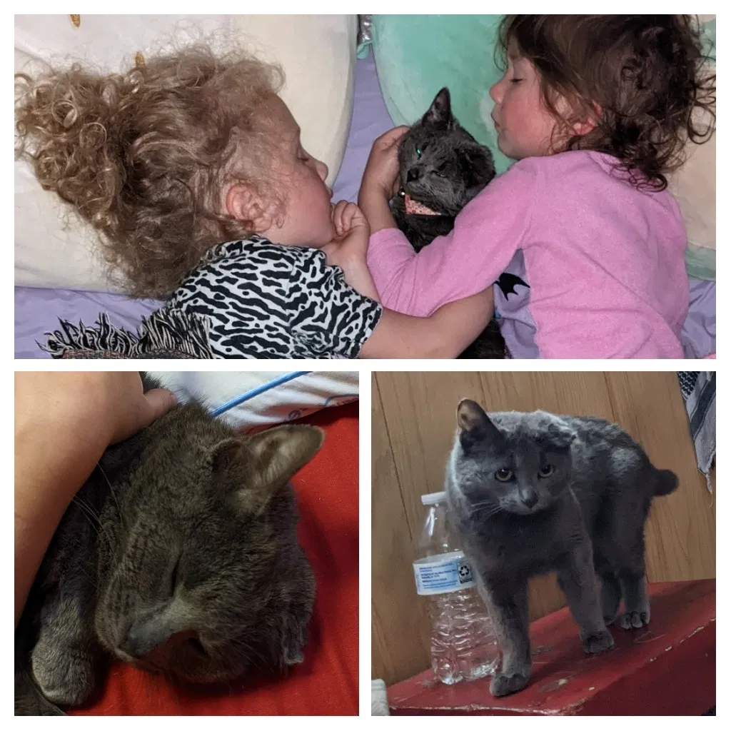 Lost cat in Hudson, MI, 49247