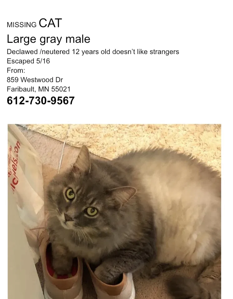 Lost cat in Faribault, MN, 55021