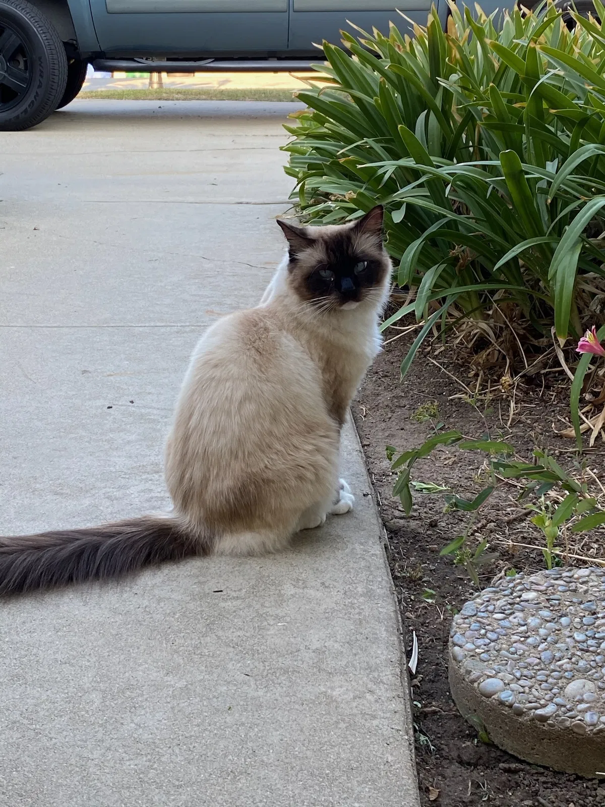 Lost cat in Covina, CA, 91724