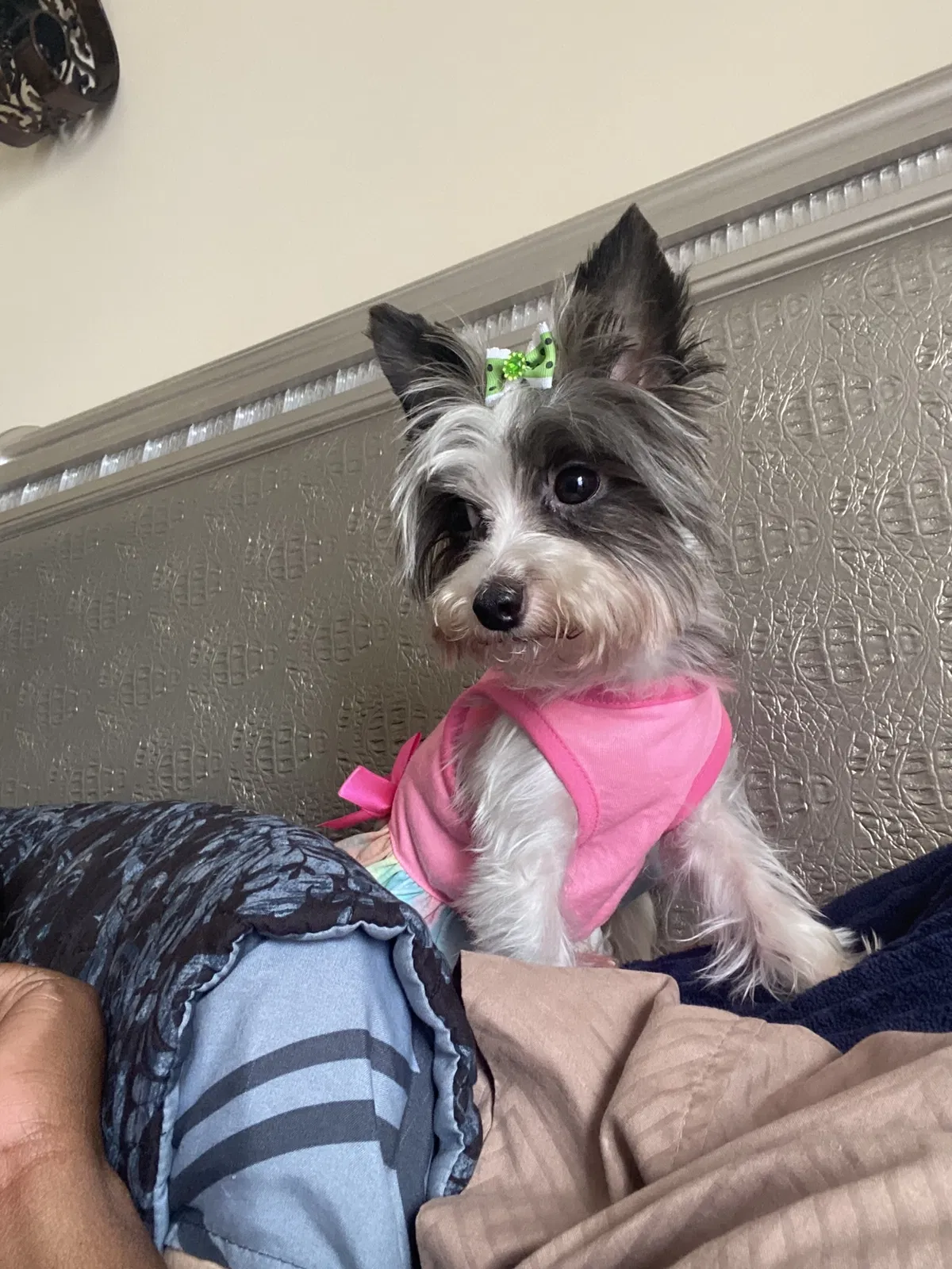 Lost dog in Byron, GA, 31008
