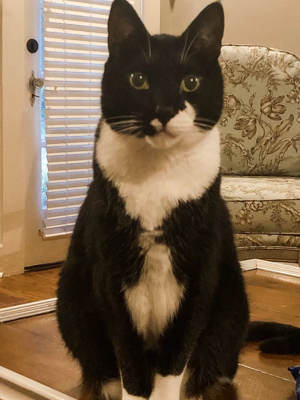 Lost cat in Huntsville, AL, 35801