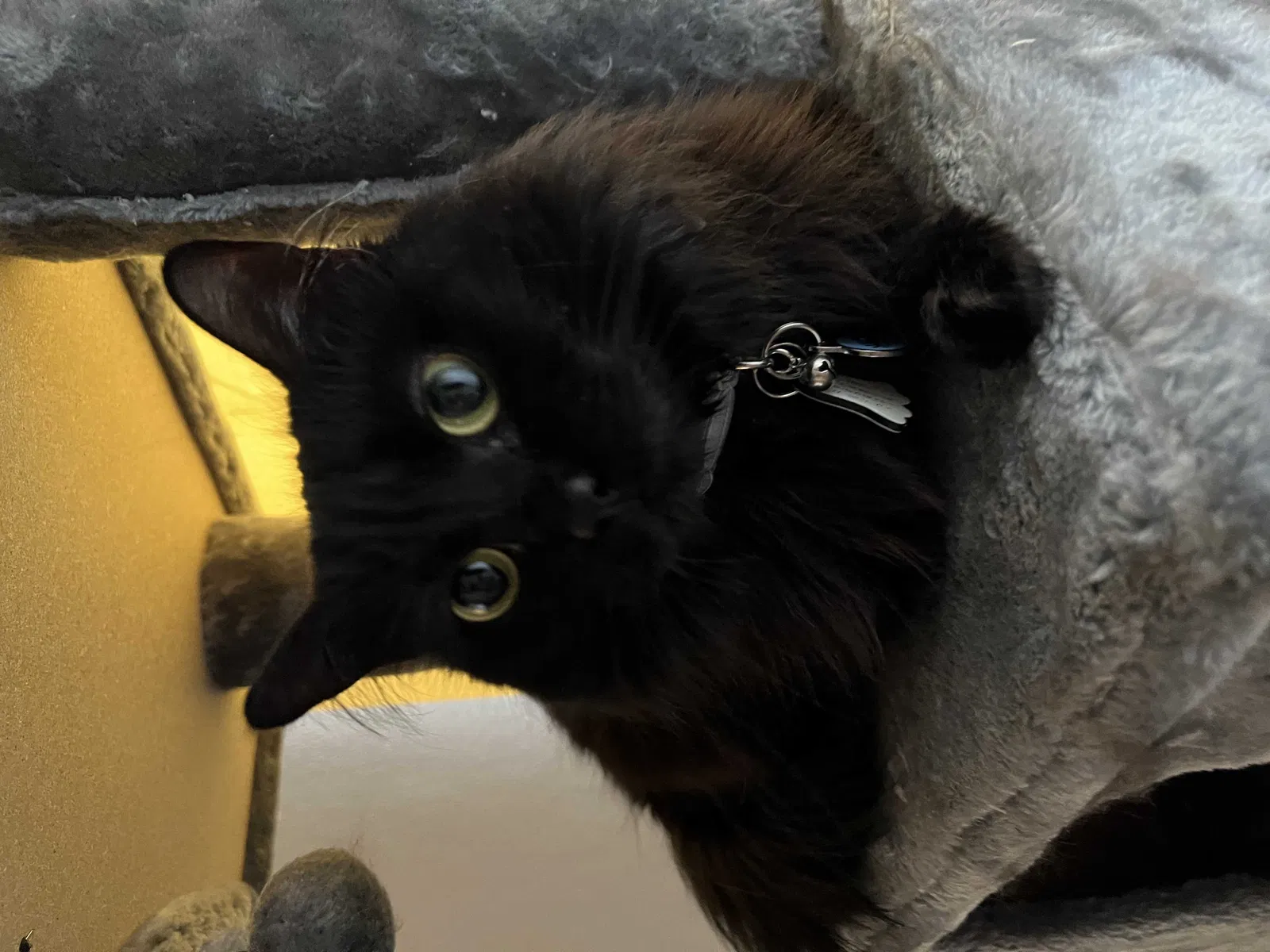 Lost cat in Seattle, WA, 98108