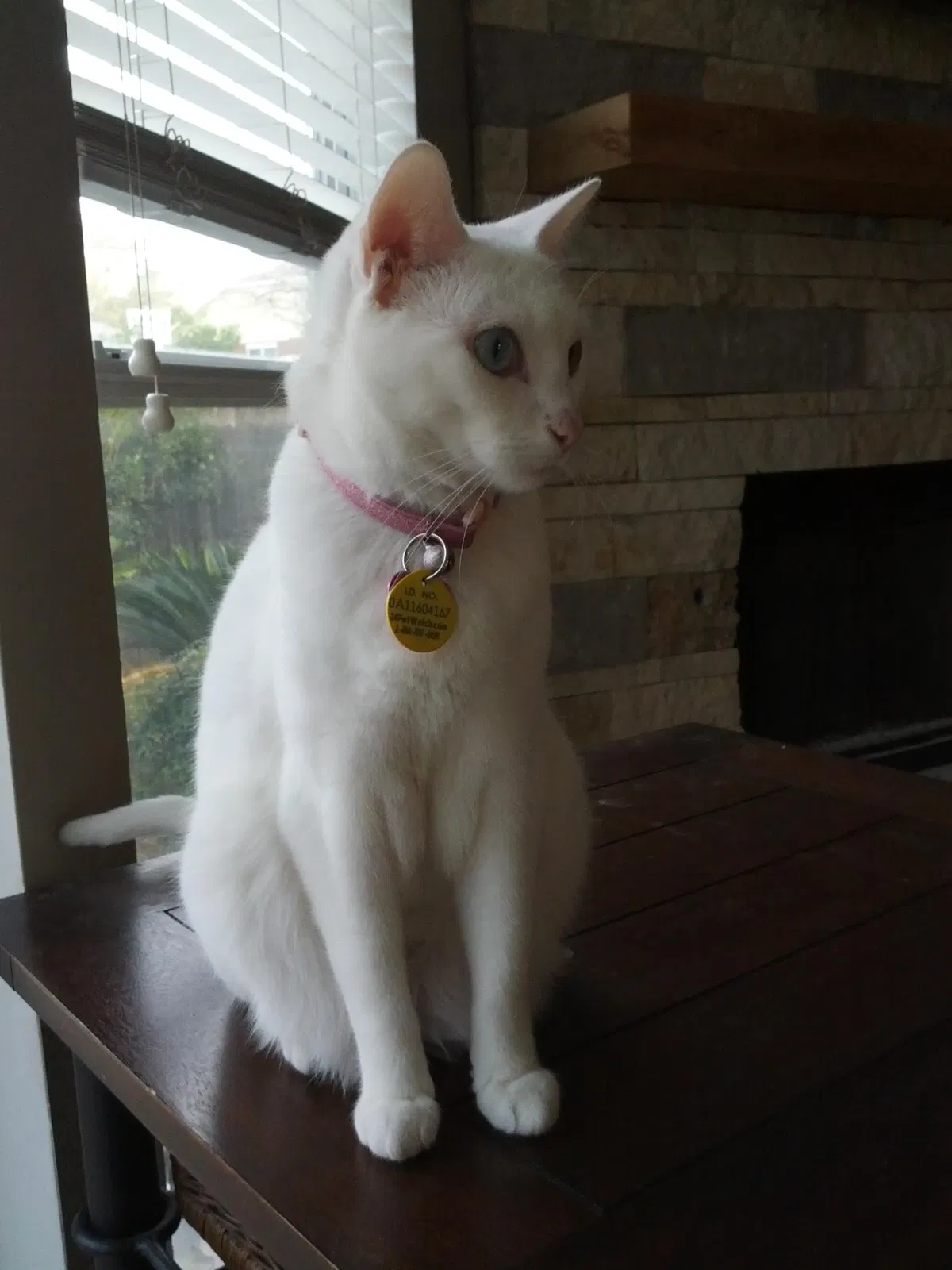 Lost cat in San Antonio, TX, 78258
