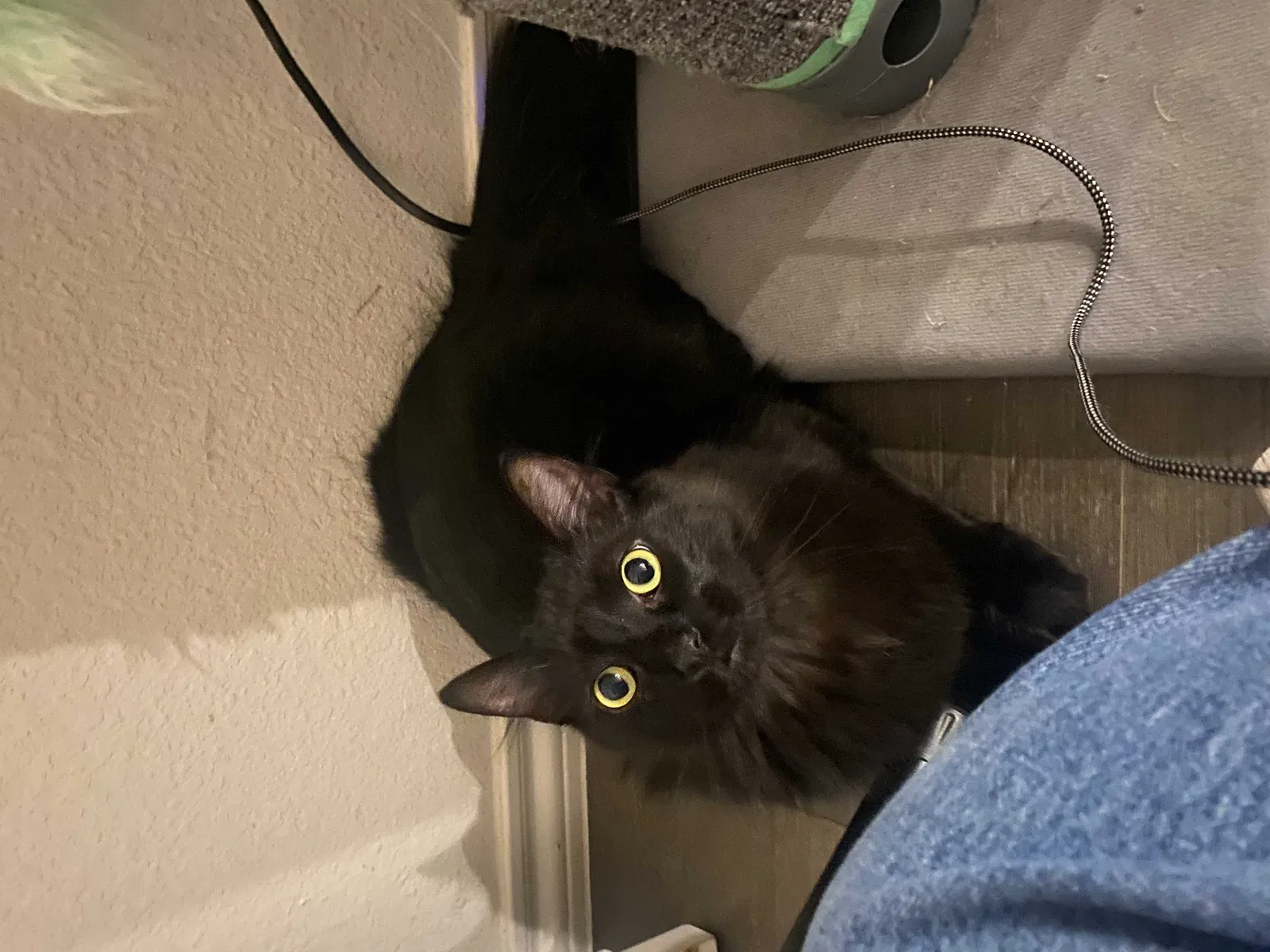 Lost cat in Royse City, TX, 75189