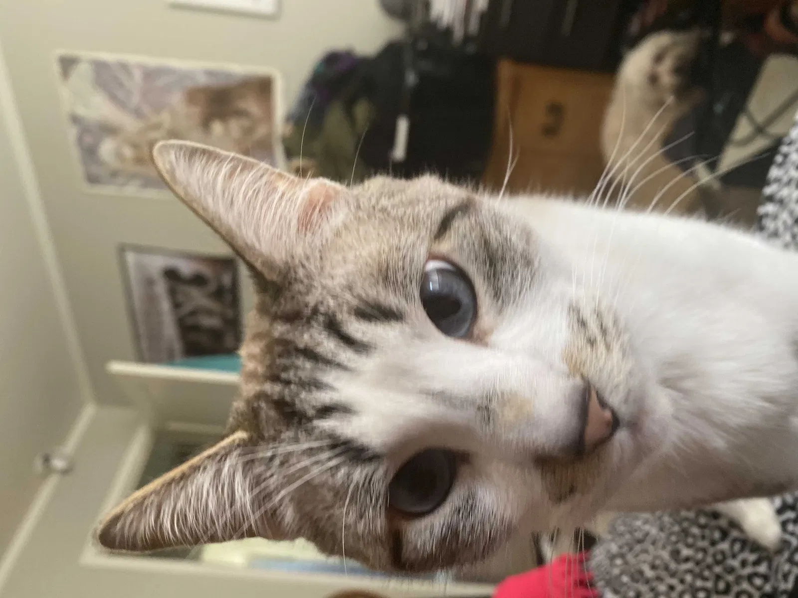 Lost cat in Memphis, TN, 38122