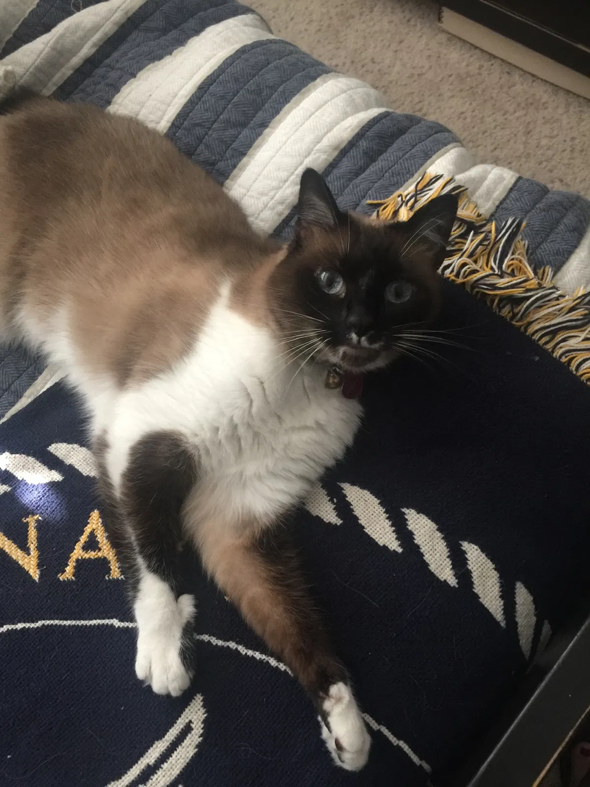 Lost cat in Mckinney, TX, 75070