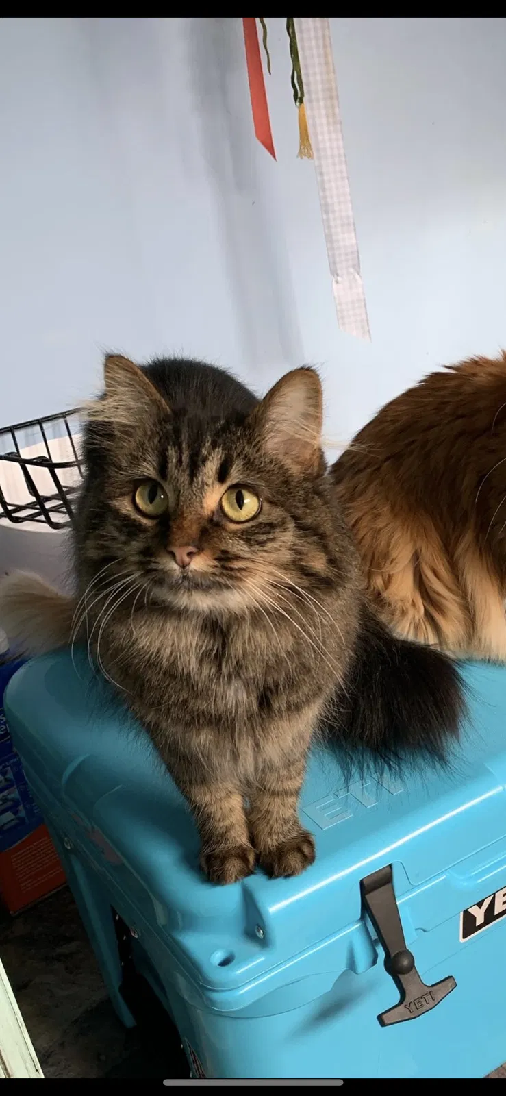 Lost cat in Salt Lake City, UT, 84102