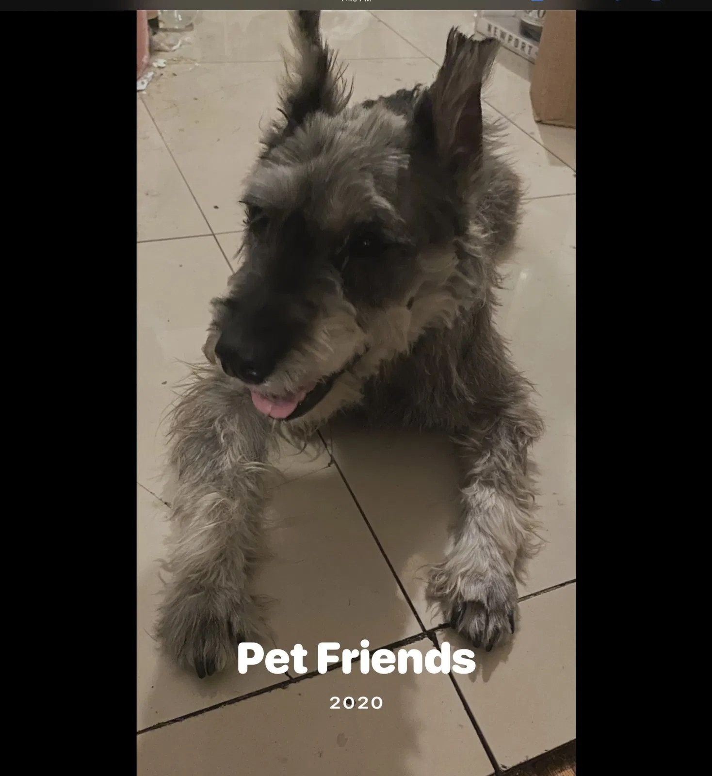Lost dog in Fullerton, CA, 92832