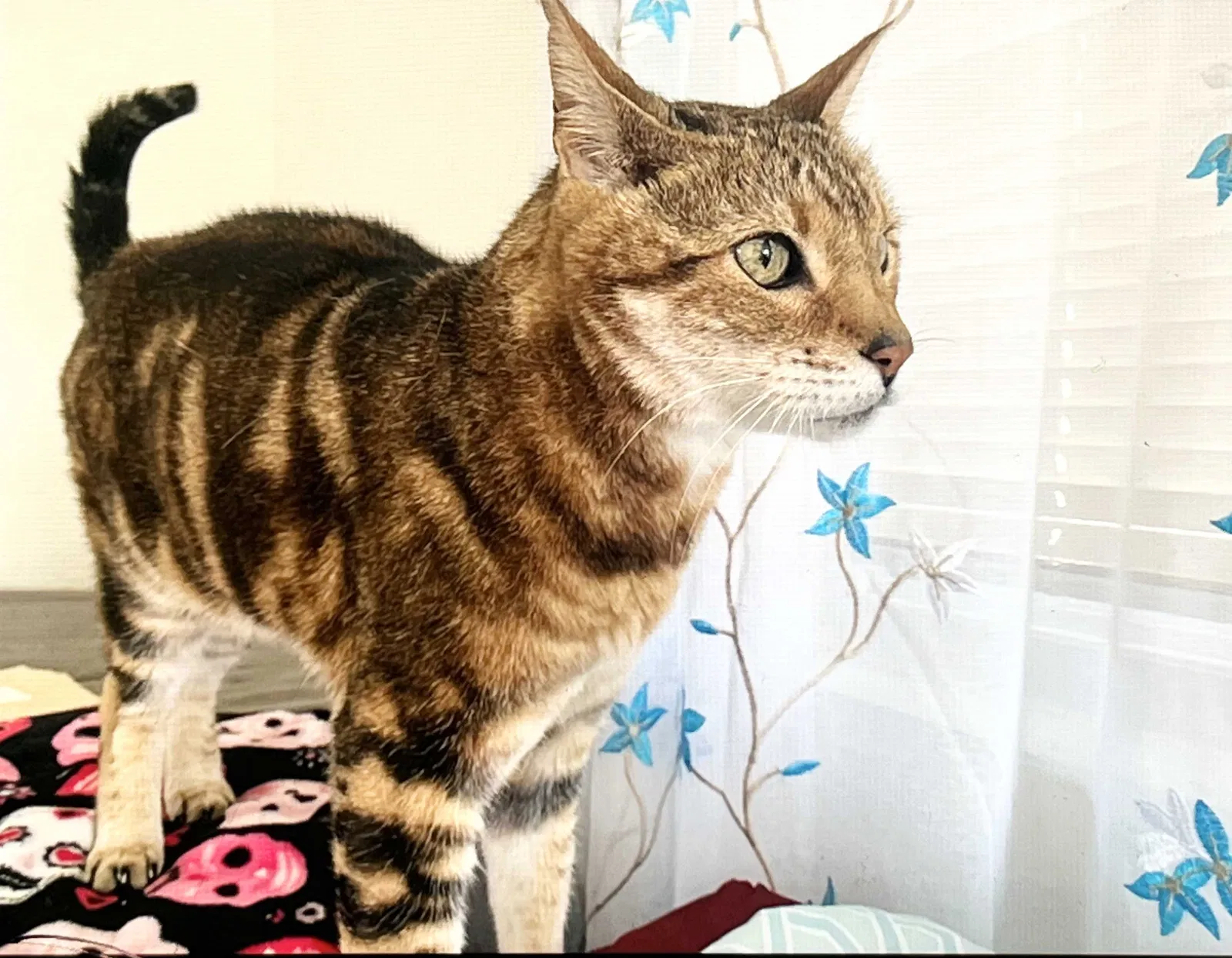 Lost cat in San Diego, CA, 92111