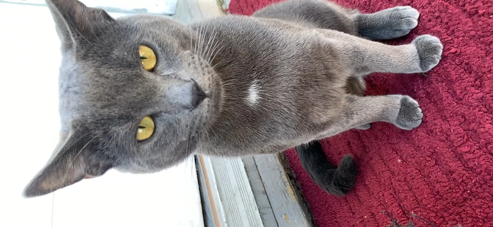 Lost cat in Auburn, CA, 95603