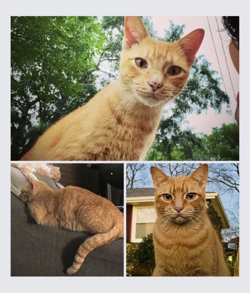 Lost cat in Nashville, TN, 37211